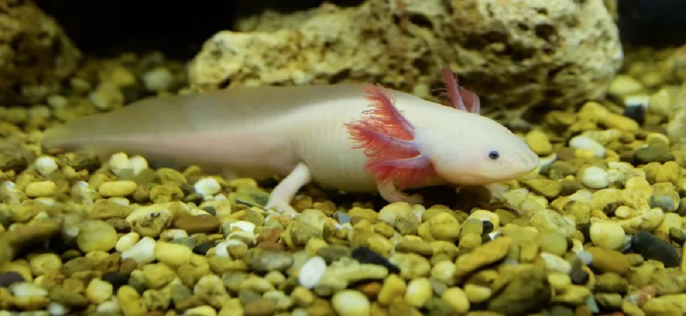 Аксолотль: описание, содержание и правила ухода