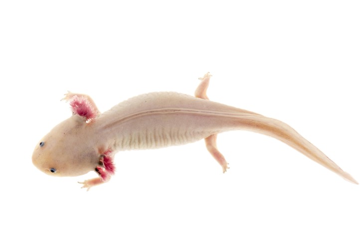 Аксолотль: описание, содержание и правила ухода