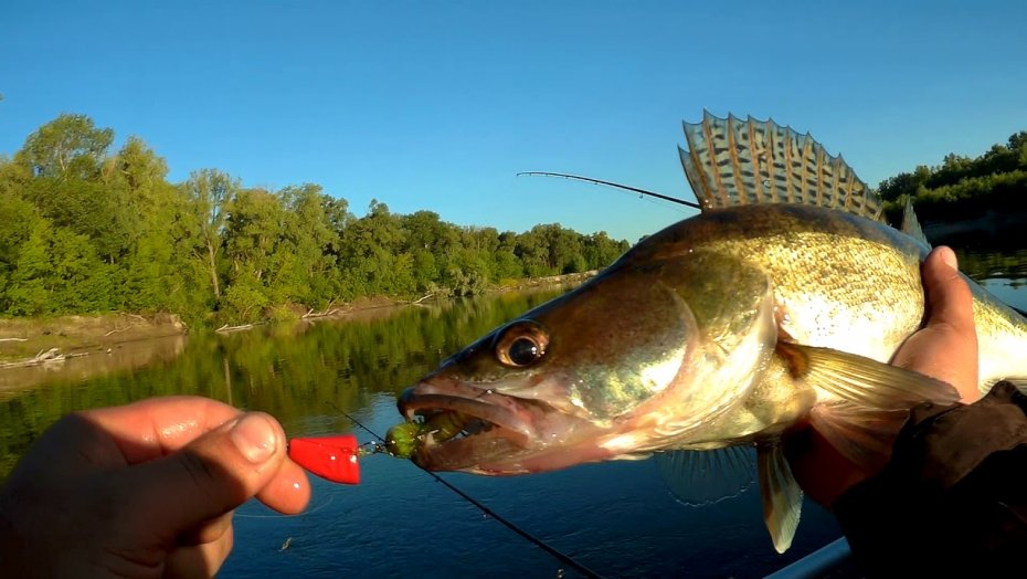 Способы ловли судака