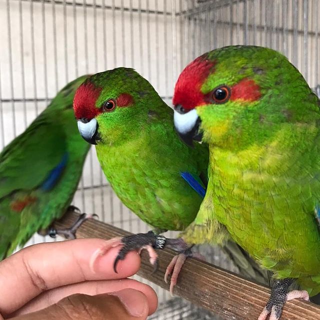 Попугай какарик: внешний вид, содержание, как приручить