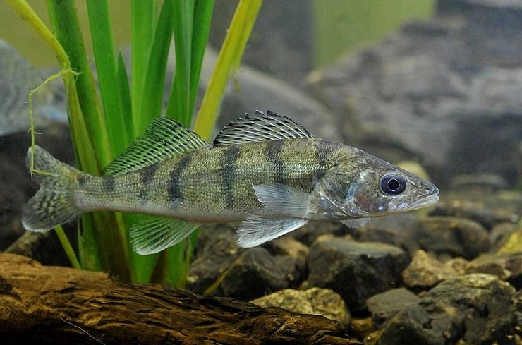 Образ жизни берша