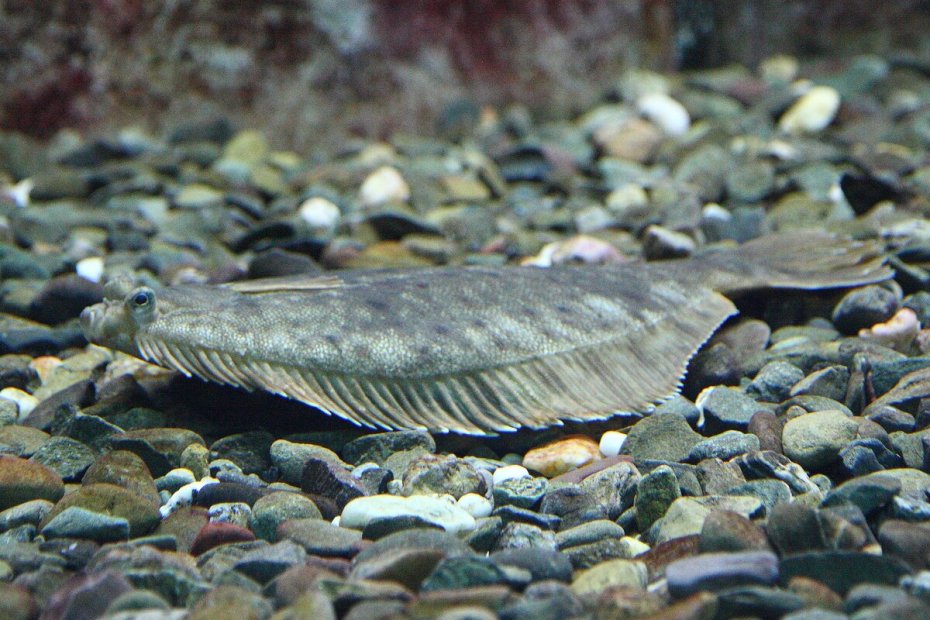 Места обитания палтуса