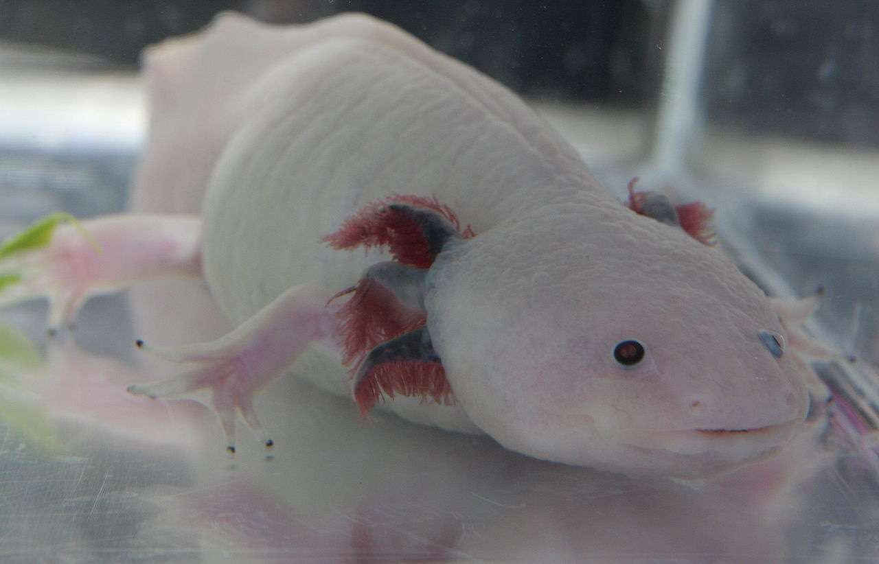 Мексиканская амбистома аксолотль (Ambystoma mexicanum)