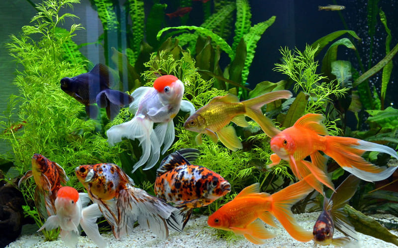 Золотые рыбки