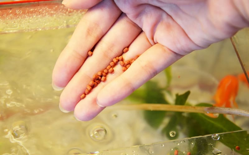 Золотые рыбки