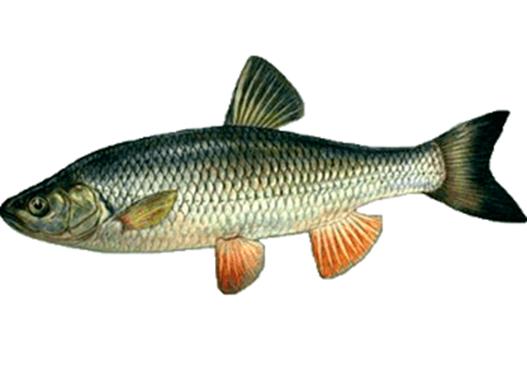Язь - подробное описание рыбы: где обитает, чем питается