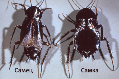Как выглядит черный таракан: фото и описание