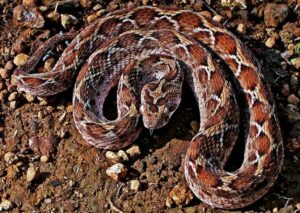 Астолическая эфа