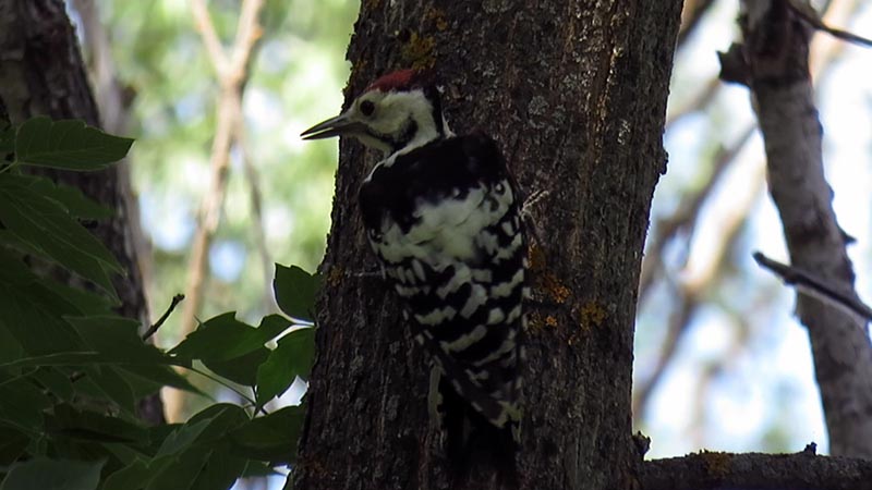Перелетные и зимующие птицы: описание, виды, характеристика