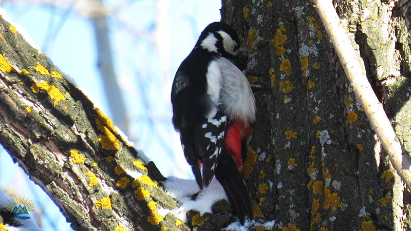 Перелетные и зимующие птицы: описание, виды, характеристика