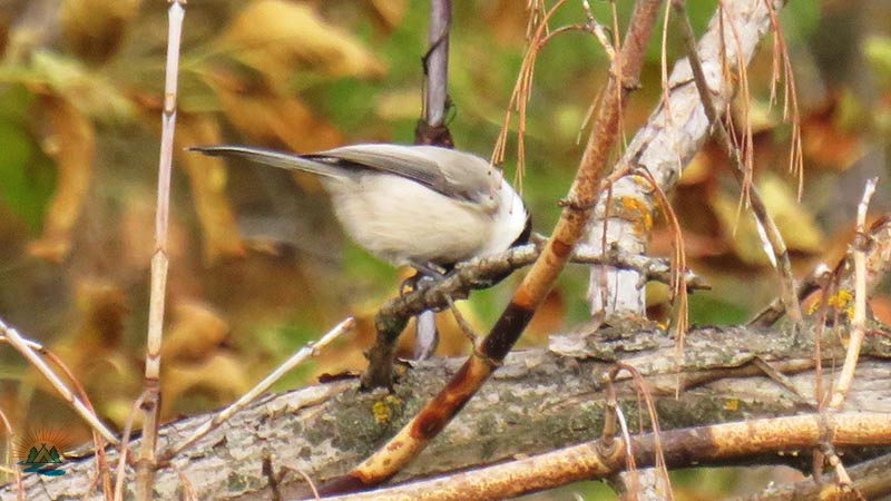 Перелетные и зимующие птицы: описание, виды, характеристика