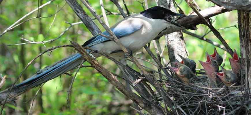 Голубая сорока (Cyanopica cyanus (Pallas, 1776))