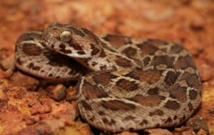 Цейлонская эфа