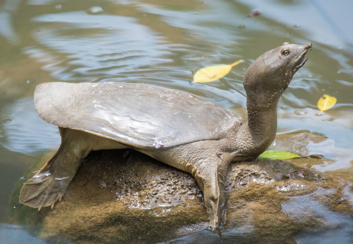 Дальневосточная Черепаха