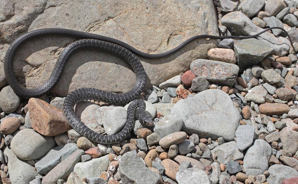 Долихофис киприенсис