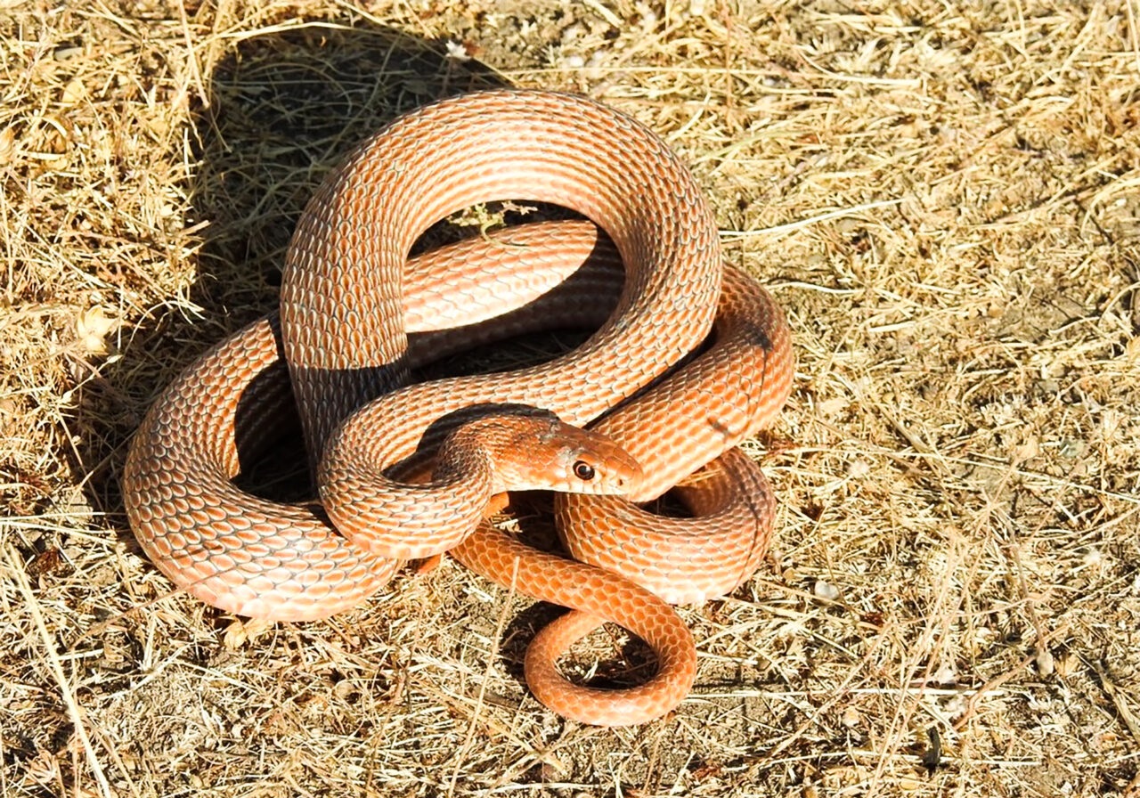 Долихофис Шмидти