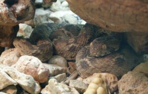 Египетская эфа