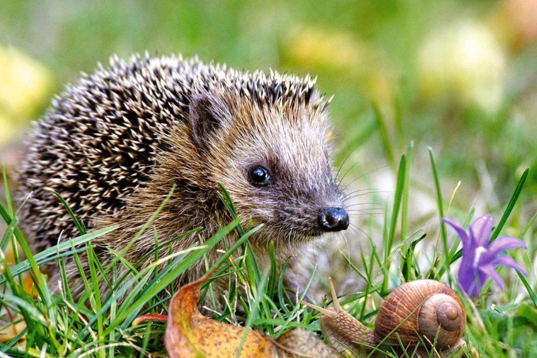 Домашний еж (8 фото): можно ли содержать, чем питается, как приручить, отзывы владельцев