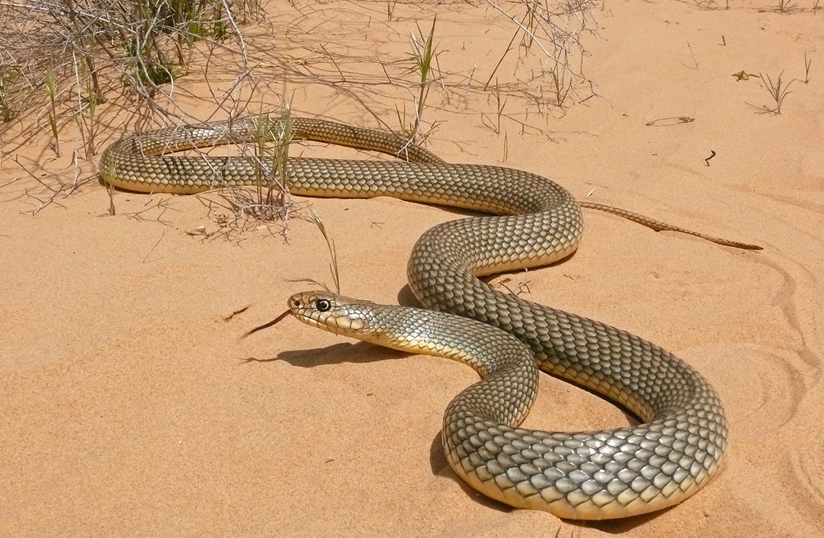 Изображение змеи