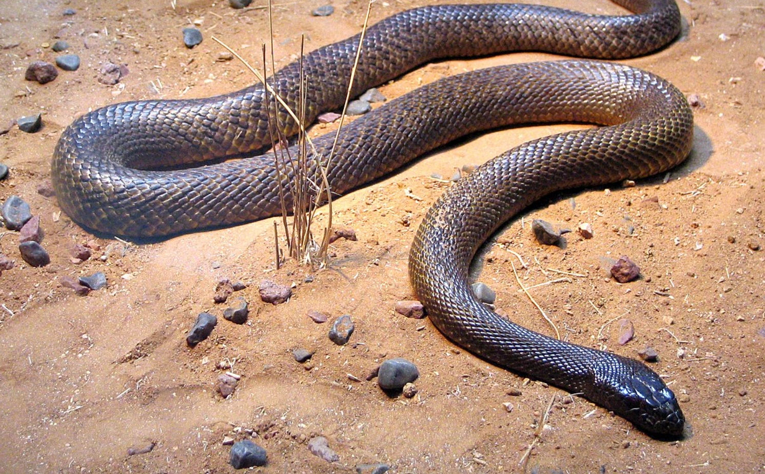 Фото тайпана в природе