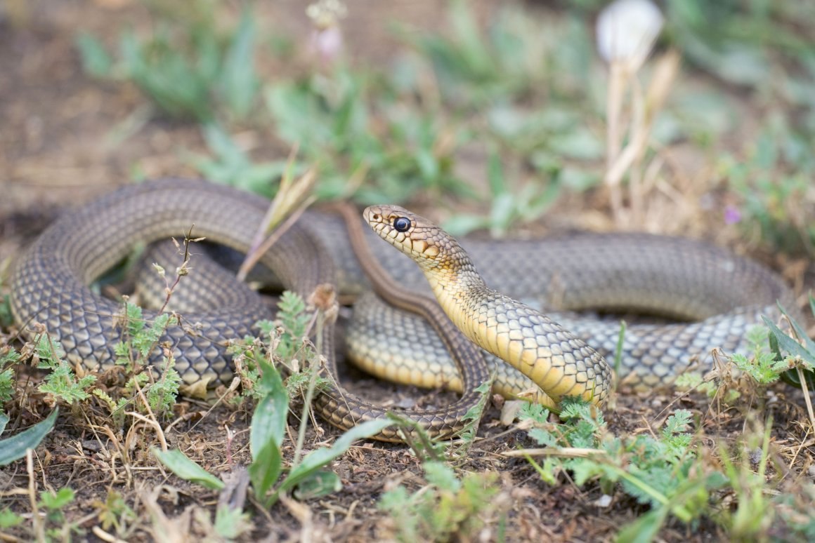 Изображение змеи