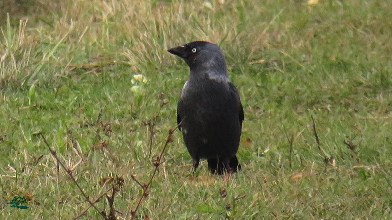Перелетные и зимующие птицы: описание, виды, характеристика