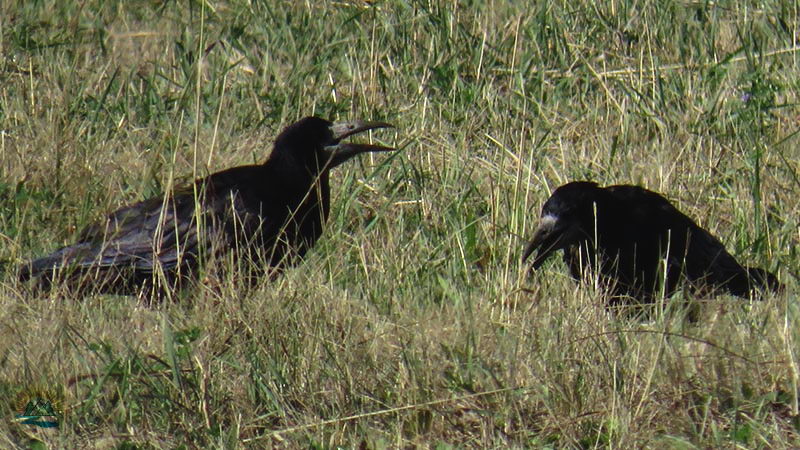 Перелетные и зимующие птицы: описание, виды, характеристика