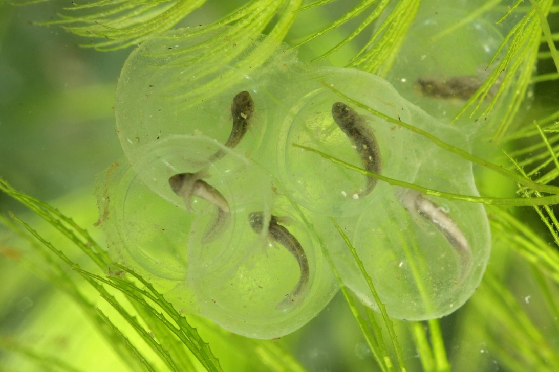 Икра на поздней стадии