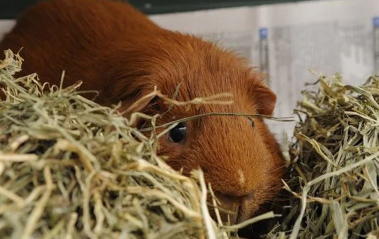 Морские свинки – уход и содержание в домашних условиях