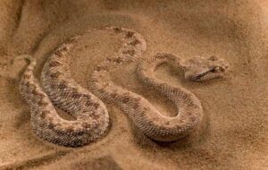 Индийская эфа