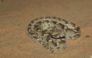 Эфа Сочурек