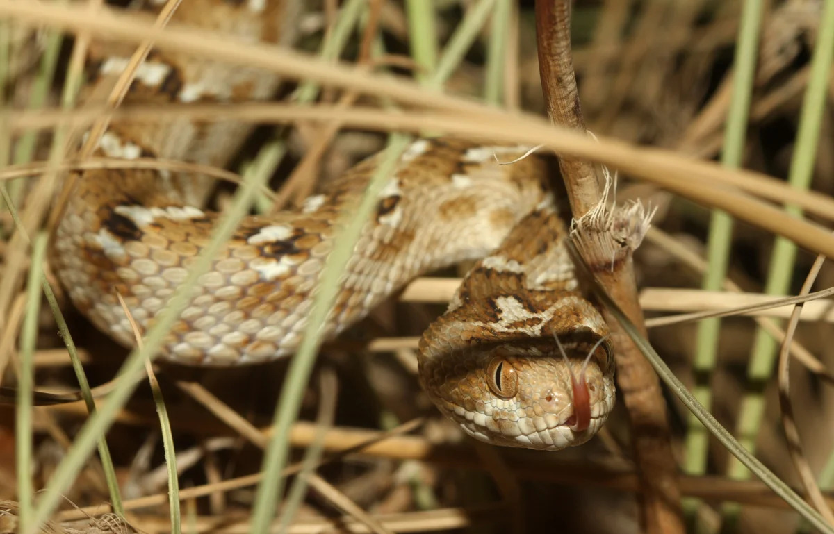 Efas легко извлекает воду из природы