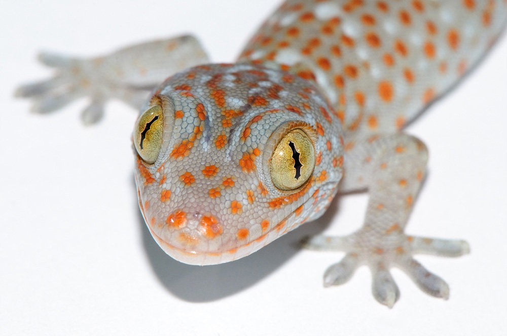 Эти существа прожорливы