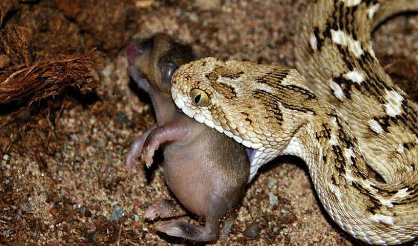 Как и все змеи, эфы прирожденные охотники