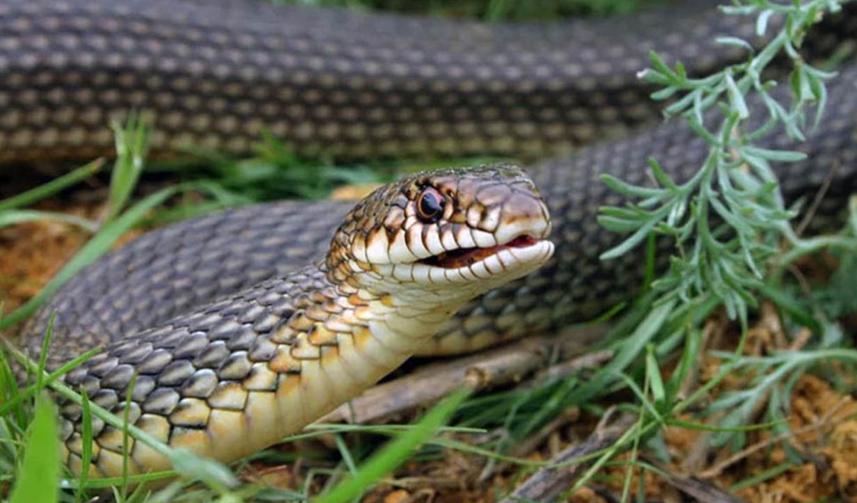 Каспийская змея, или желтобрюхая змея