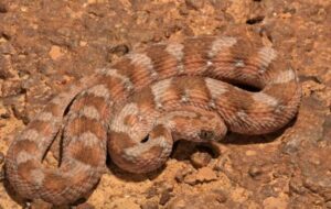 Ковер Viper Jogger