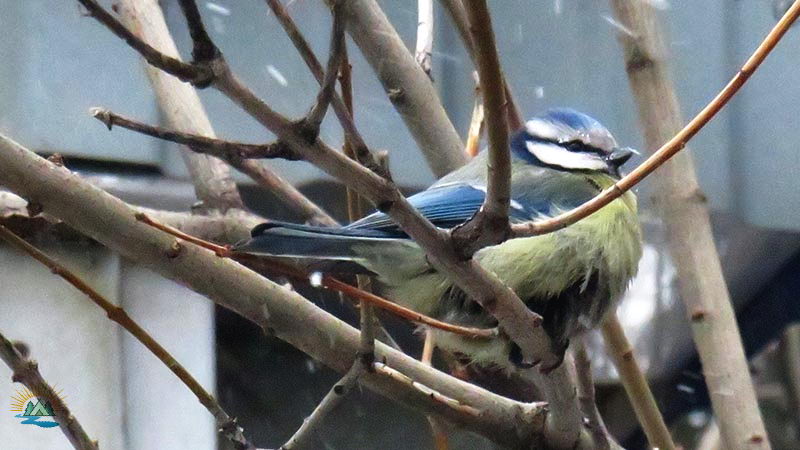 Перелетные и зимующие птицы: описание, виды, характеристика