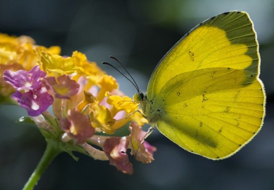 Количество лемонграсса Популяция лемонграсса