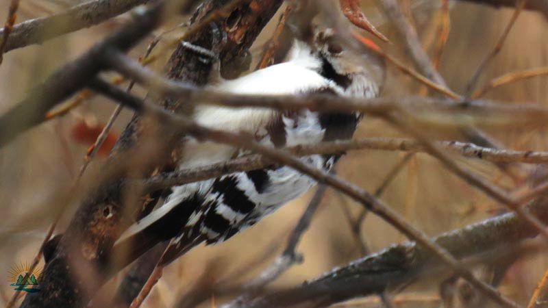 Перелетные и зимующие птицы: описание, виды, характеристика