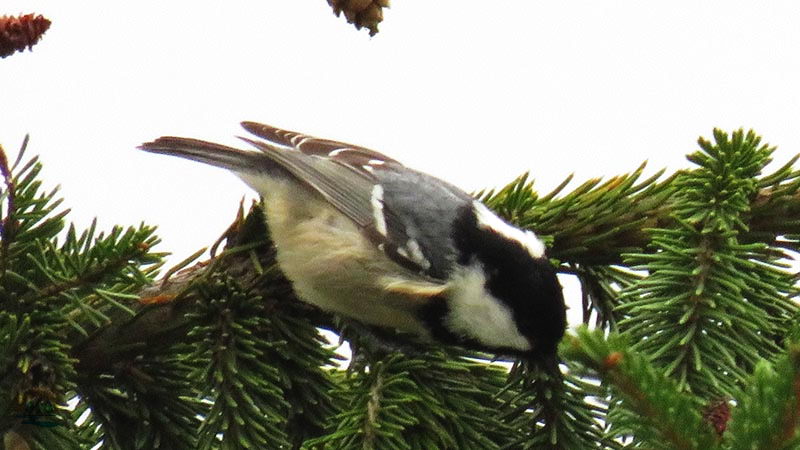 Перелетные и зимующие птицы: описание, виды, характеристика