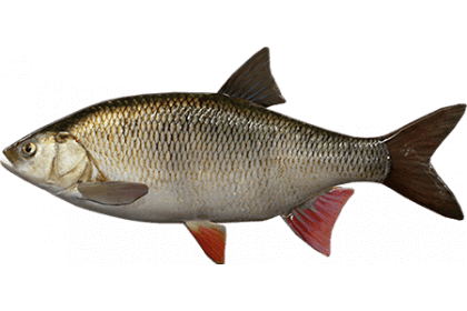 Язь - подробное описание рыбы: где обитает, чем питается