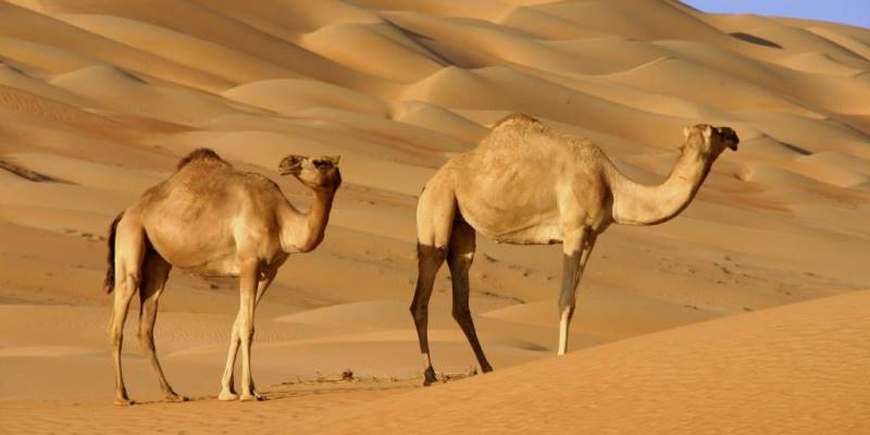Два верблюда Два верблюда