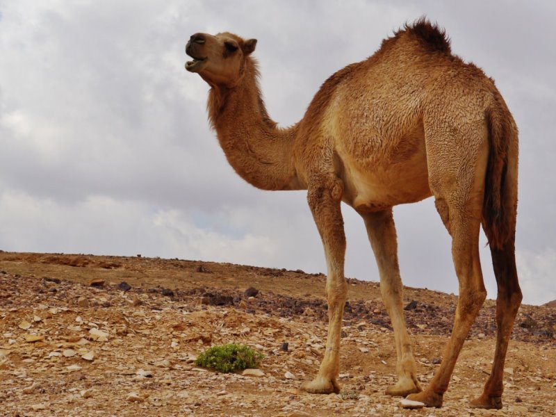Верблюд дромедар Верблюд дромедар