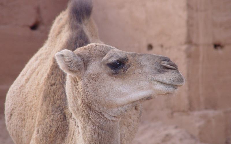 Морда животного Морда животного