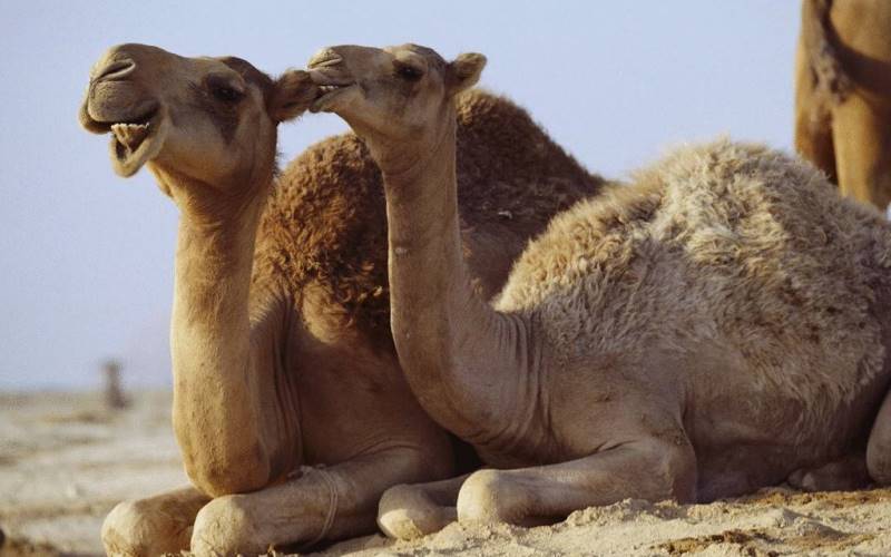 Самка и самец Самка и самец