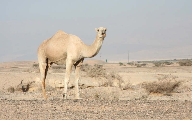 Верблюд ест Верблюд ест