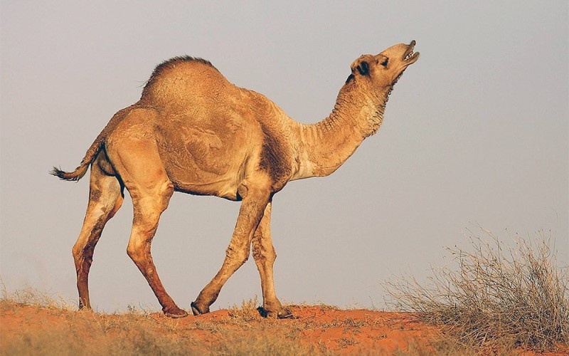 В пустыне В пустыне