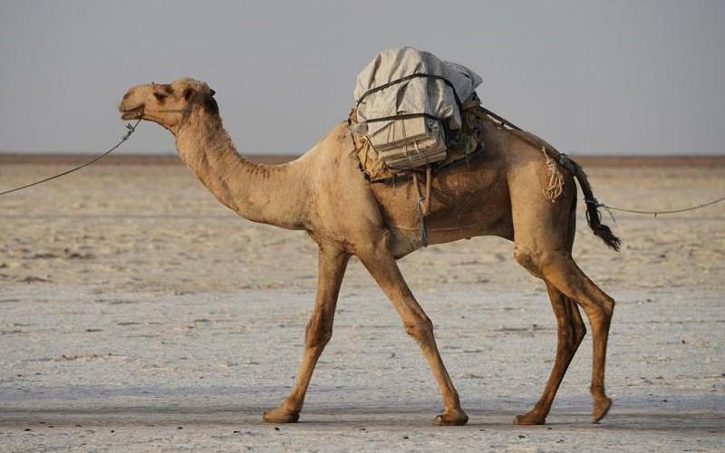 Перевозка грузов Перевозка грузов