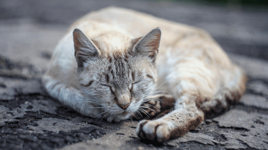 Охос азулес