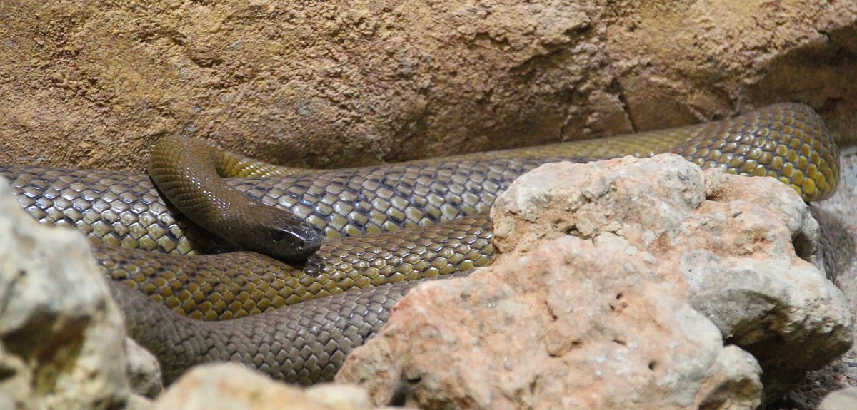 Oxyuranus microlepidotus Taipan